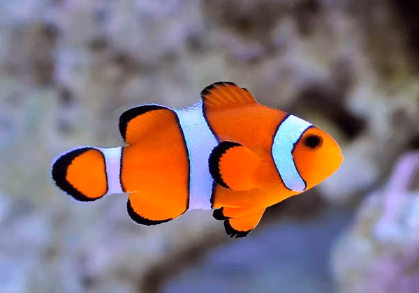 Clownfisk - Korallfisken i Linköping AB
