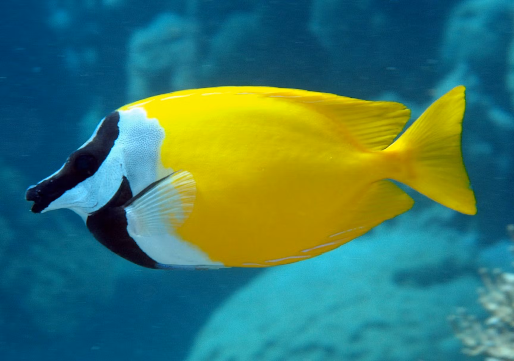 Kaninfiskar - Korallfisken i Linköping AB