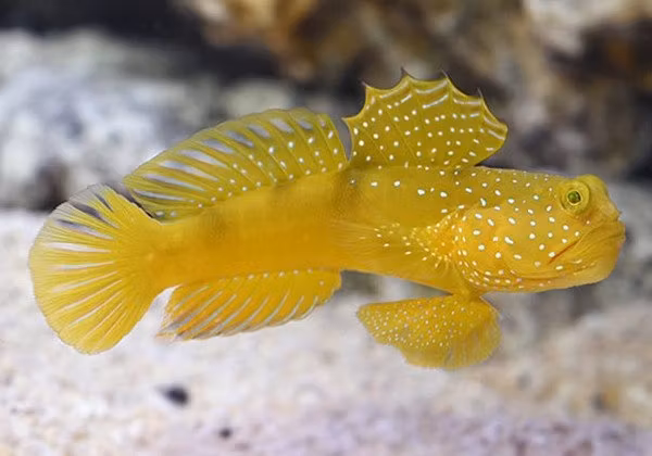 Blennider och Goby - Korallfisken i Linköping AB