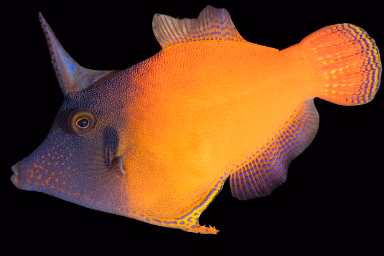 Filfiskar - Korallfisken i Linköping AB