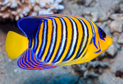 Pygoplites Diacanthus (Red Sea)
