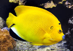 Apolemichthys Trimaculatus