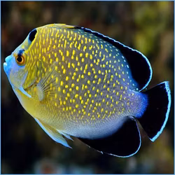 Apolemichthys Xanthopunctatus, odlad S