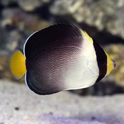 Chaetodontoplus Mesoleucus