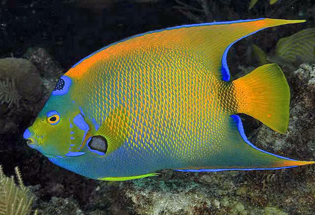 Holacanthus Ciliaris