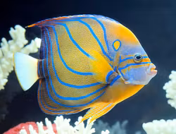 Pomacanthus Annularis Adult