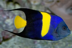 Pomacanthus Asfur, odlad, 2-3cm, ungf.