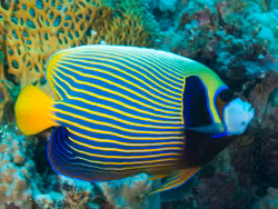 Pomacanthus Imperator