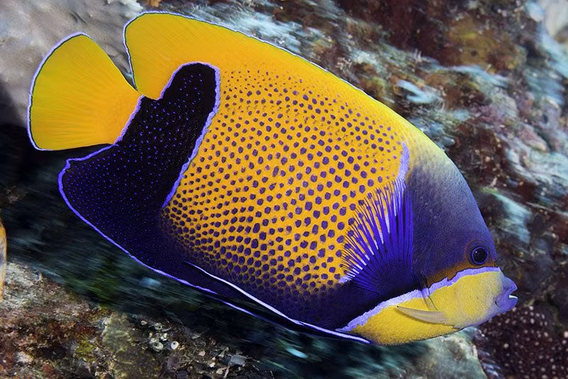 Pomacanthus Navarchus, utf.