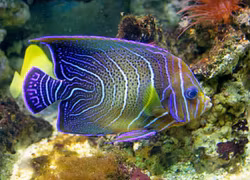 Pomacanthus Semicirculatus, ungfärg