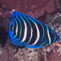Pomacanthus Sexstriatus Juvenile