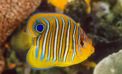 Pygoplites Diacanthus (Pacific)