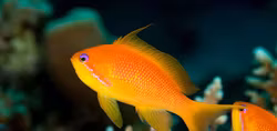 Pseudanthias Squamipinnis, Indian