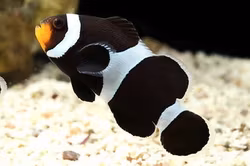 Amphirion Ocellaris svart odlad
