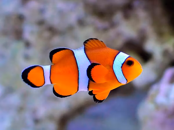 Amphirion Ocellaris, odlad