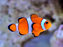 Amphirion Ocellaris, odlad