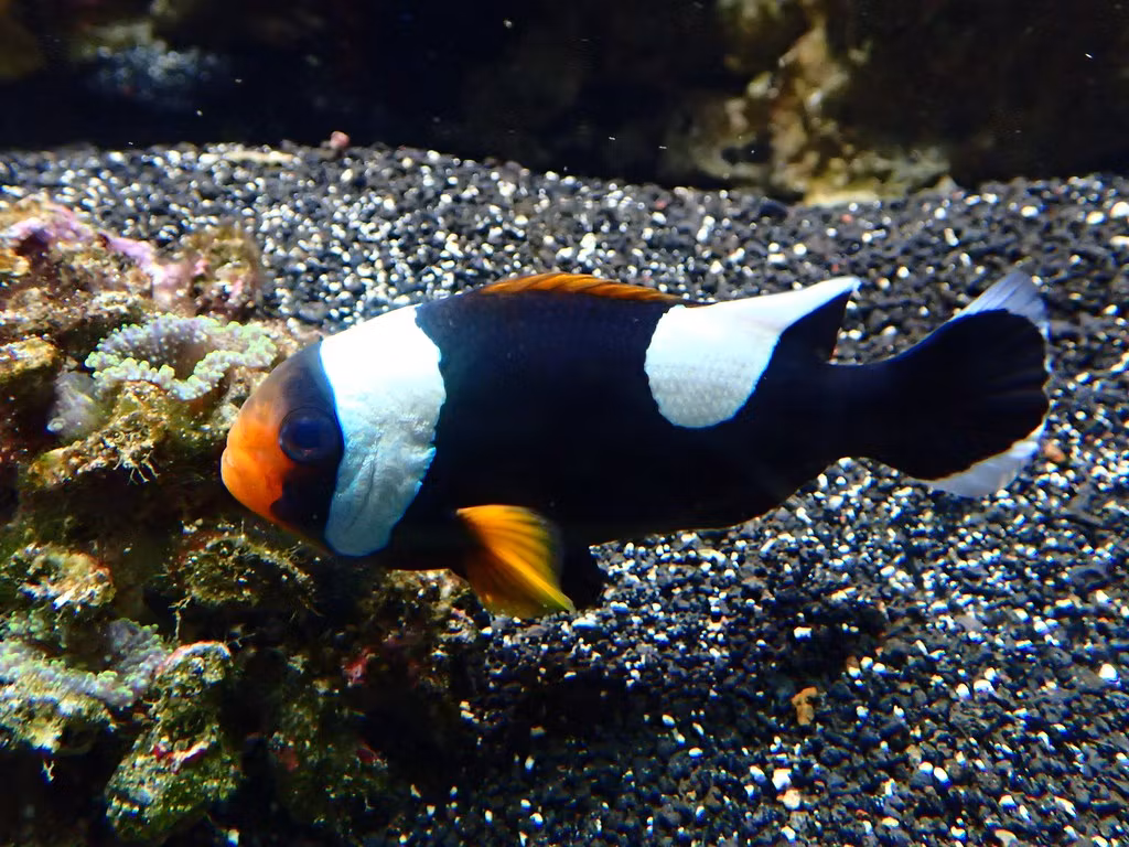 Amphiprion Polymnus, svart
