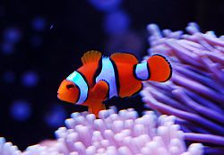 Amphiprion Ocellaris, vild