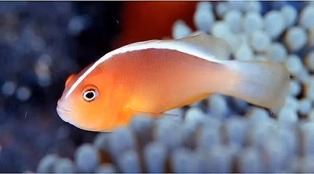 Amphiprion sandaracinos