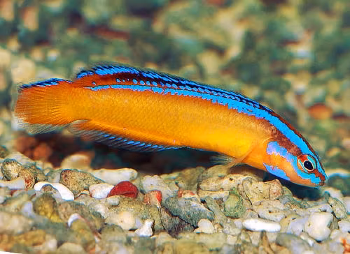 Pseudochromis Aldabraensis, odlad
