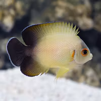 Centropyge Vrolikii