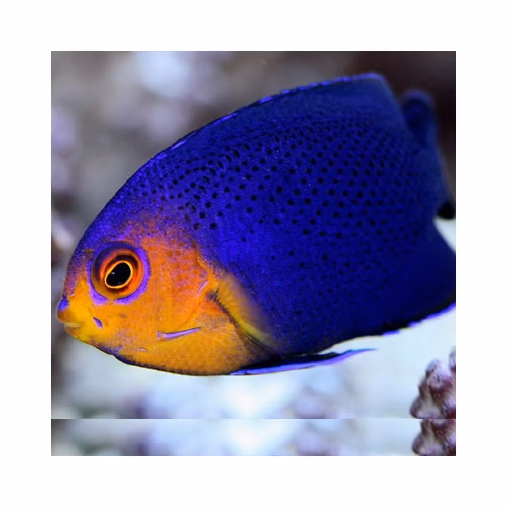 centropyge Flavicauda