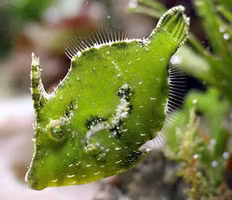 Acreichthys Tomentosus, odlad