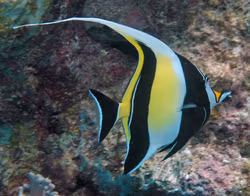 Zanclus Cornutus