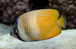 Chaetodon Kleinii