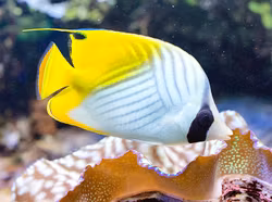 Chaetodon Auriga