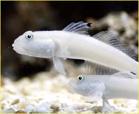 Valenciennea Sexguttata