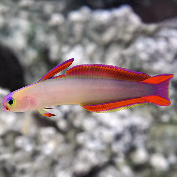 Nemateleotris Decora