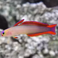 Nemateleotris Decora