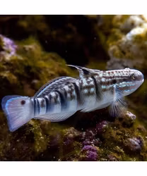 Amblygobius Phalaena, slemalgätare