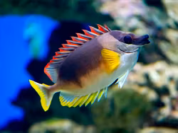 Siganus Magnificus M