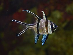 Pterapogon Kauderni