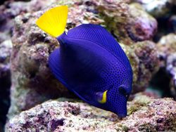 Zebrasoma Xanthurum
