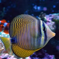 Zebrasoma Desjardinii