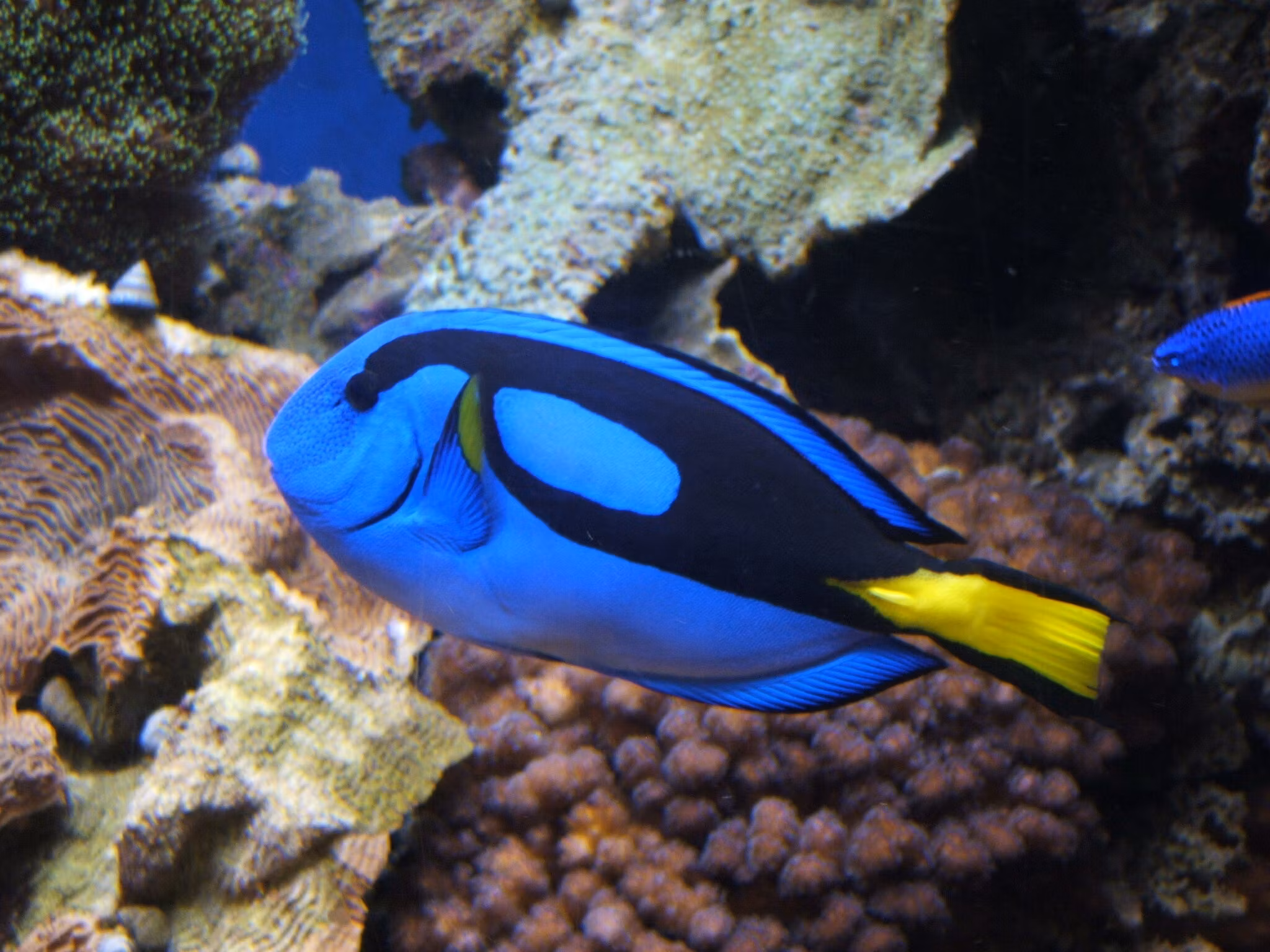 Paracanthurus Hepatus, doris