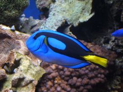 Paracanthurus Hepatus, doris