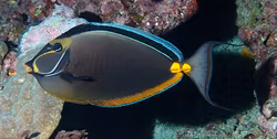 Naso lituratus