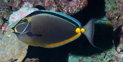 Naso lituratus