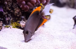 Ctenochaetus Tominiensis
