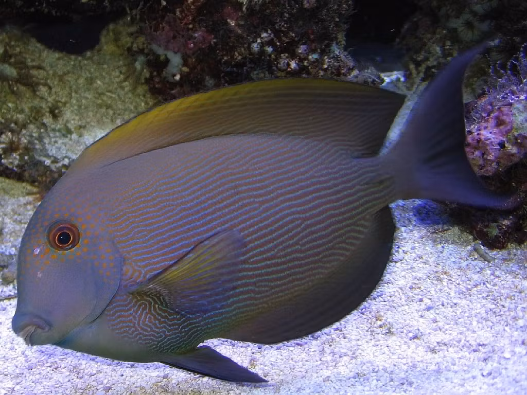 Ctenochaetus Striatus