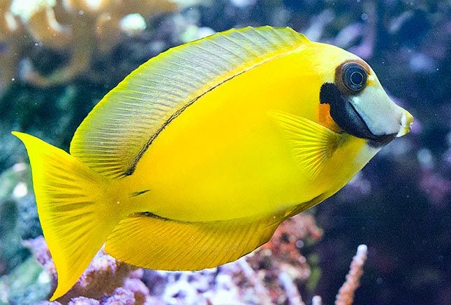 Acanthurus Pyroferus- M
