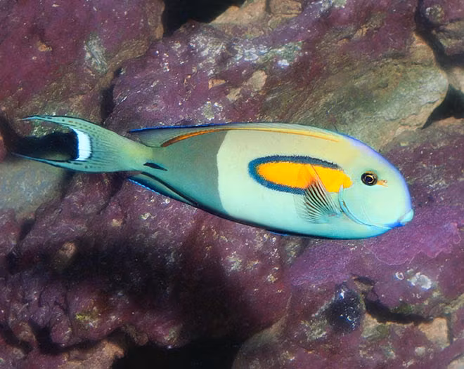 Acanthurus Olivaceus