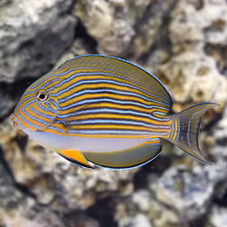 Acanthurus Lineatus