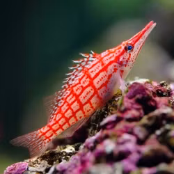 Oxycirrhites Typus