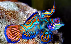Pterosynchiropus Splendidus