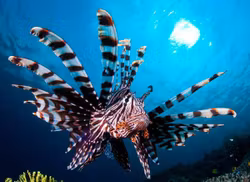 Pterois volitans
